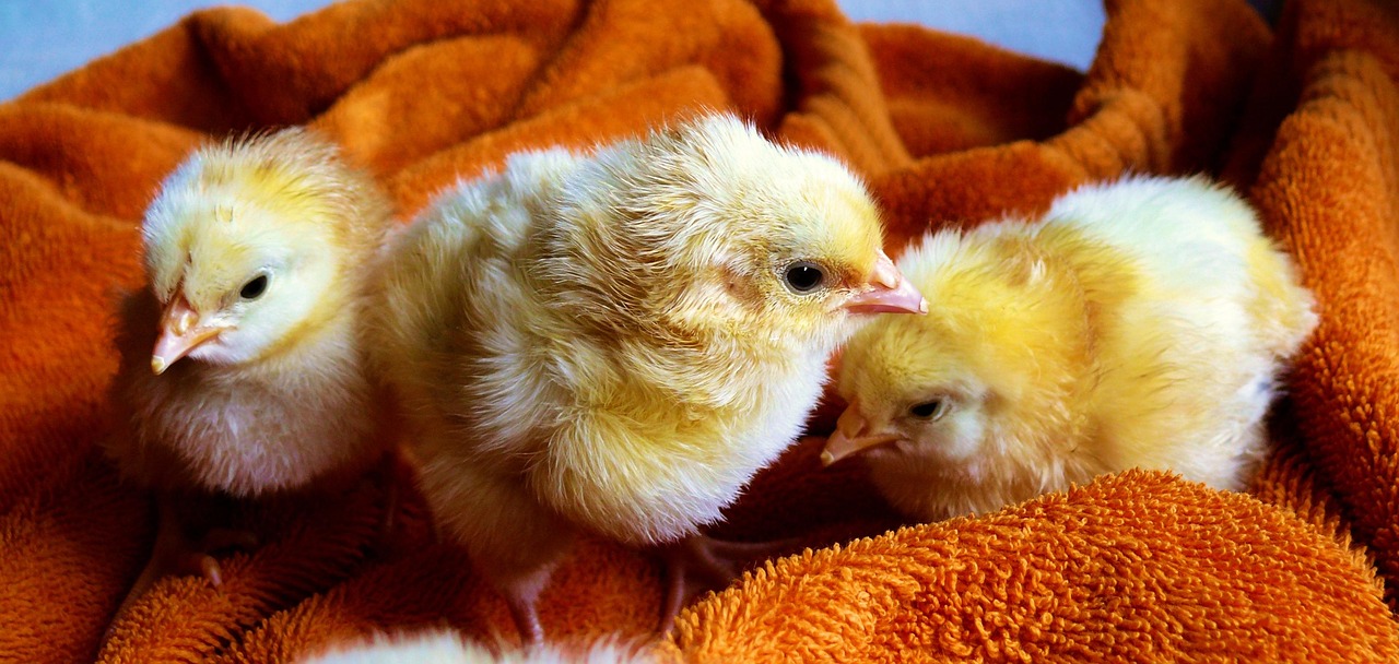 chicks-573377_1280