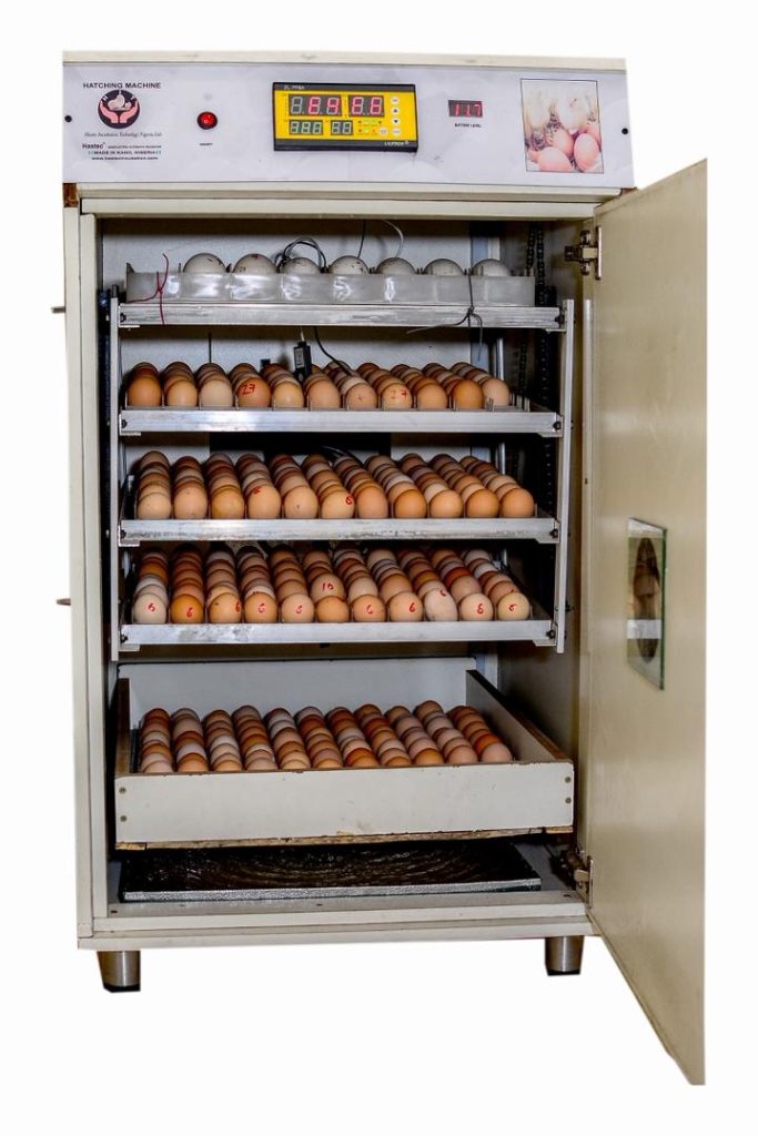 Understanding Fertile Eggs in Nigeria: How to Source Them, Manage Them, and Build a Profitable Hatchery IMG 20251106 WA0026