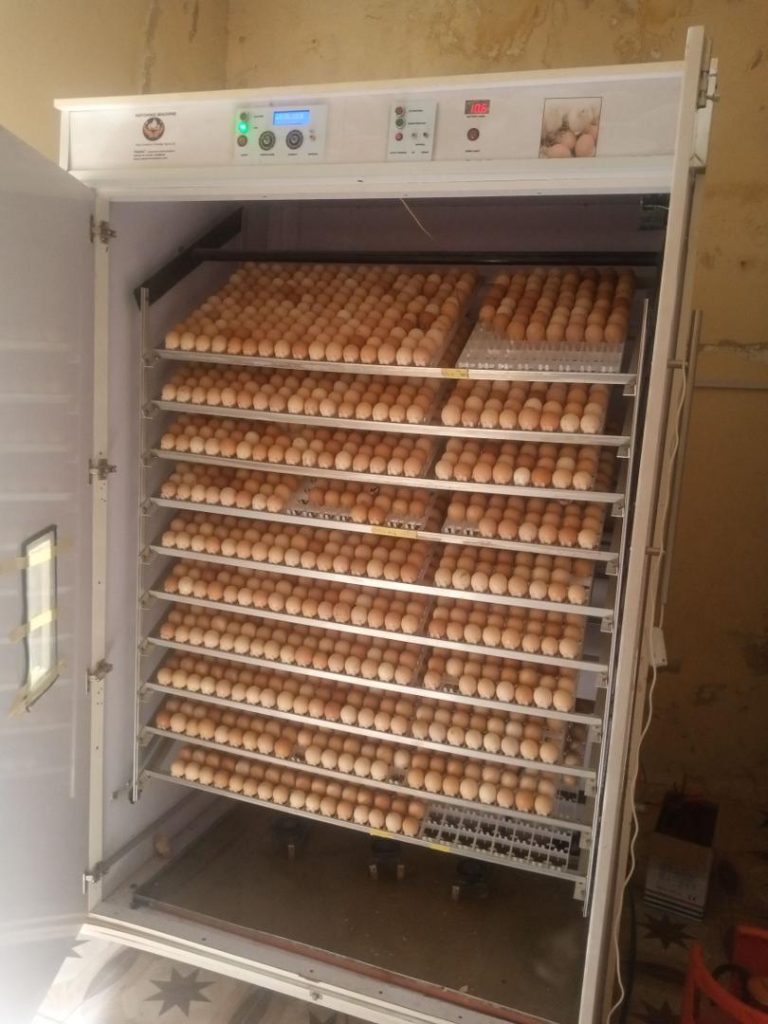 Understanding Fertile Eggs in Nigeria: How to Source Them, Manage Them, and Build a Profitable Hatchery IMG 20251106 WA0035
